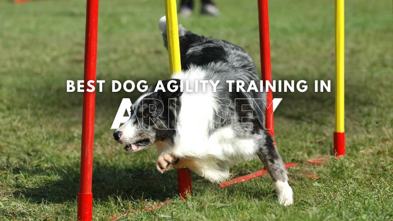 Best Dog Agility Training in Arlesey