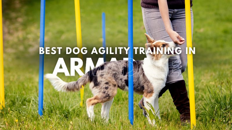 Best Dog Agility Training in Armadale