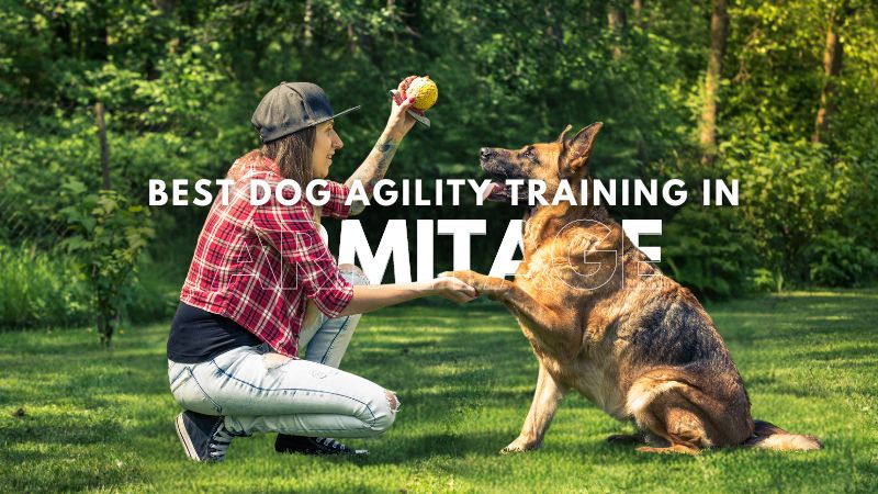 Best Dog Agility Training in Armitage