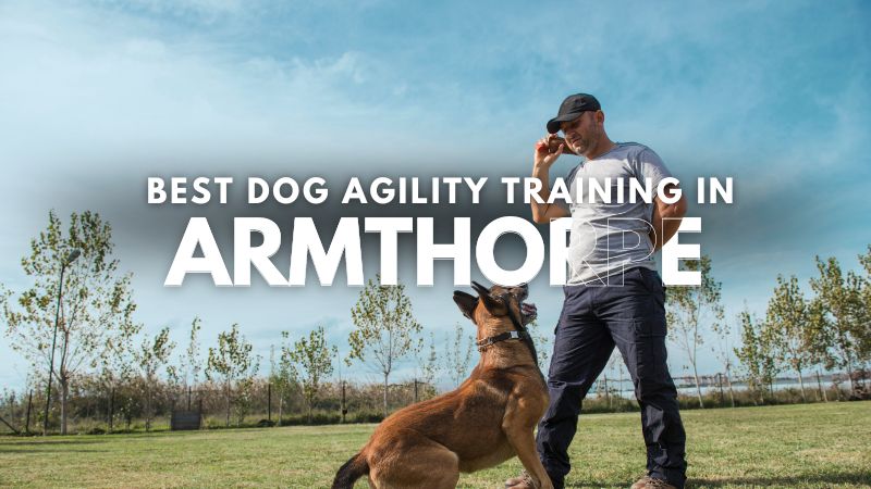 Best Dog Agility Training in Armthorpe