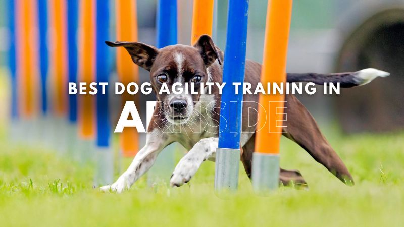 Best Dog Agility Training in Arnside