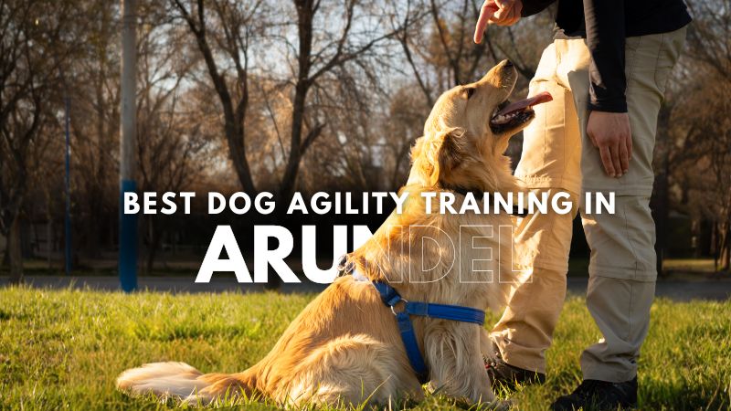 Best Dog Agility Training in Arundel