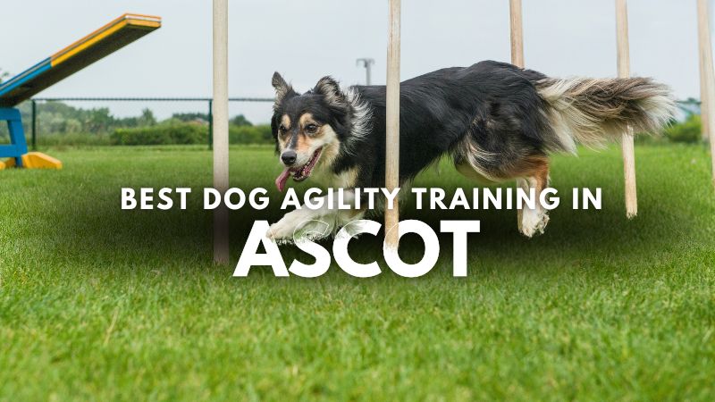 Best Dog Agility Training in Ascot