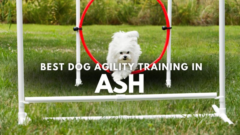 Best Dog Agility Training in Ash