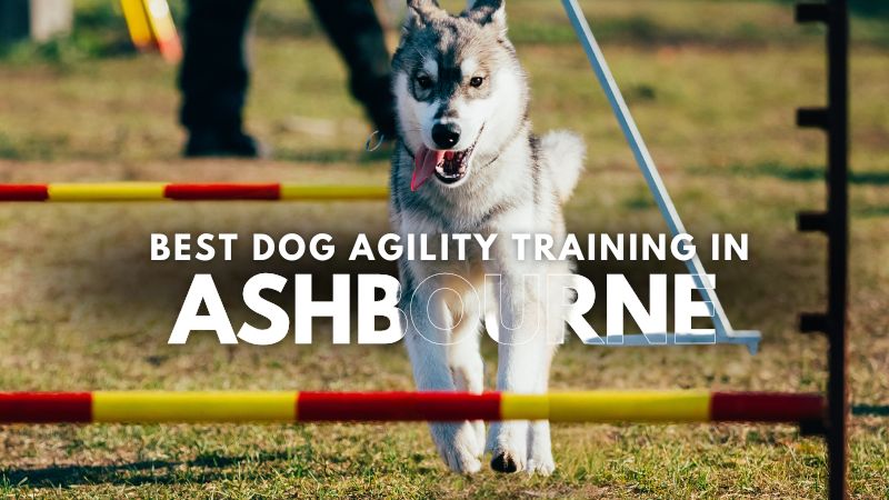 Best Dog Agility Training in Ashbourne