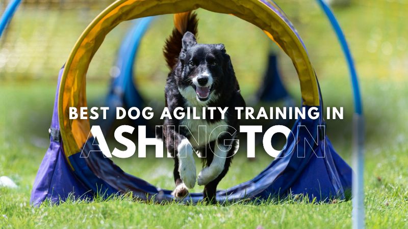 Best Dog Agility Training in Ashington