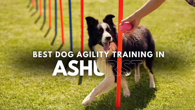Best Dog Agility Training in Ashurst