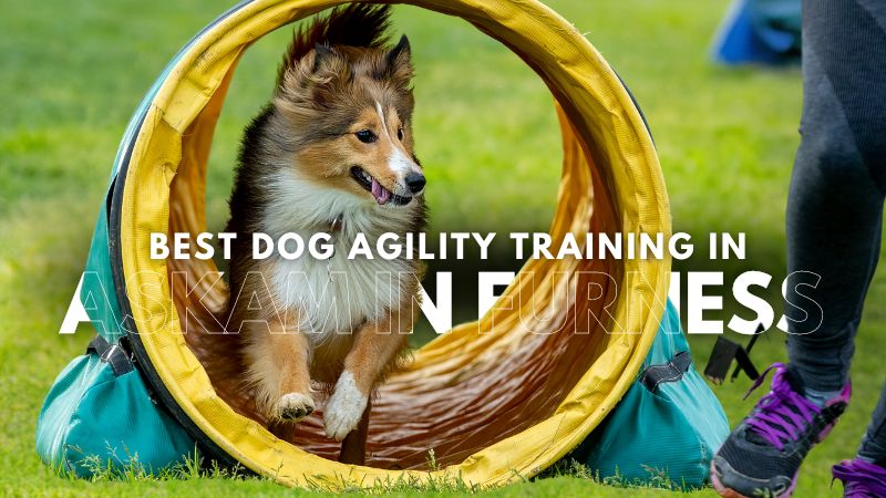 Best Dog Agility Training in Askam In Furness