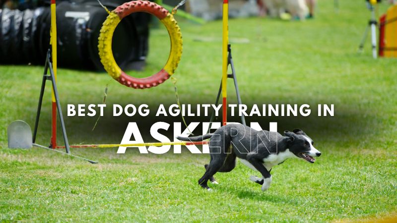 Best Dog Agility Training in Askern