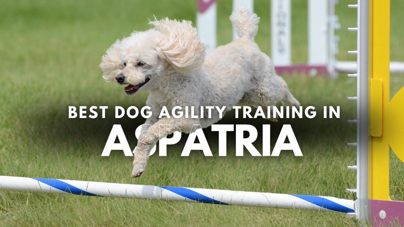 Best Dog Agility Training in Aspatria