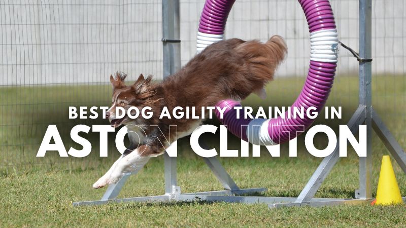 Best Dog Agility Training in Aston Clinton