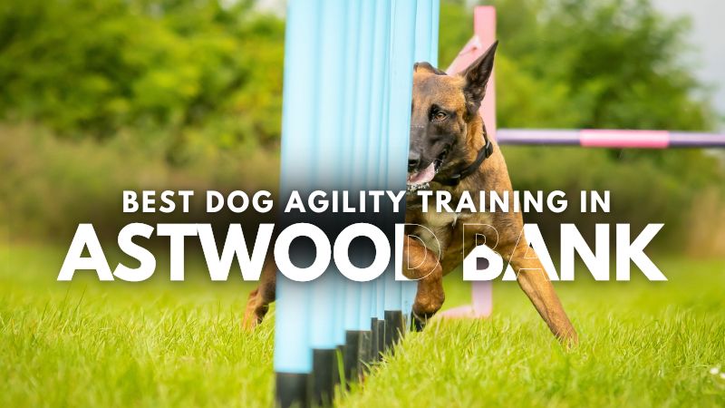 Best Dog Agility Training in Astwood Bank