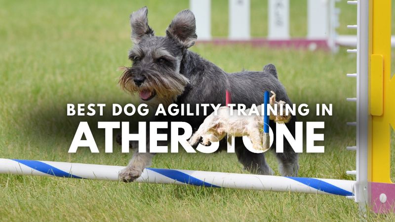 Best Dog Agility Training in Atherstone