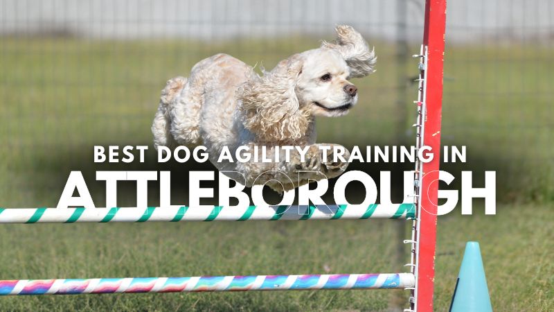 Best Dog Agility Training in Attleborough