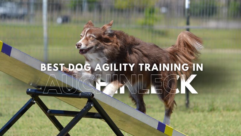 Best Dog Agility Training in Auchinleck