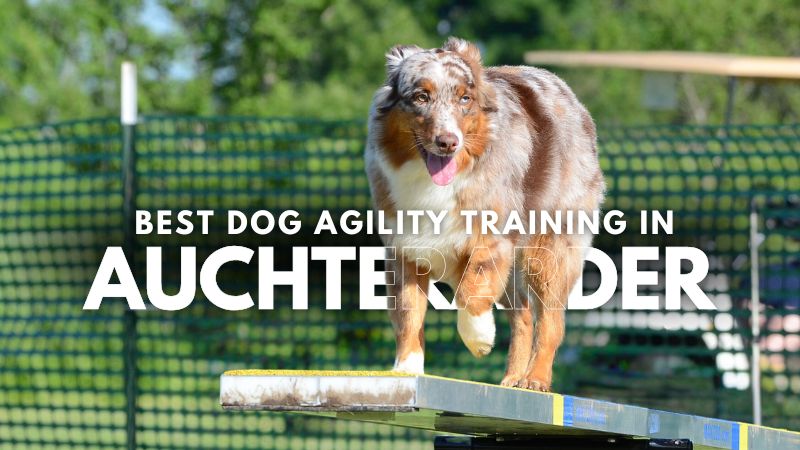 Best Dog Agility Training in Auchterarder