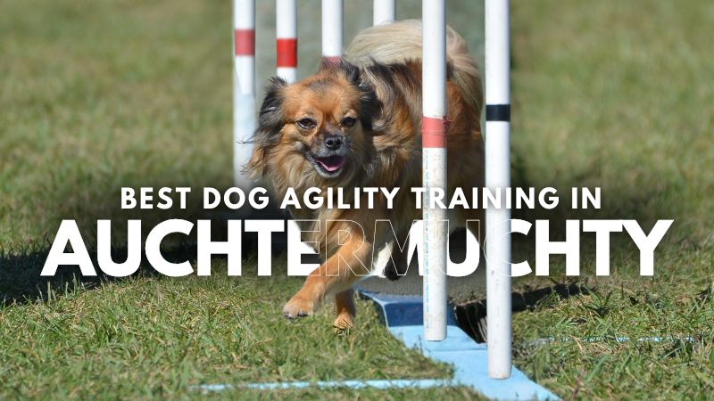 Best Dog Agility Training in Auchtermuchty