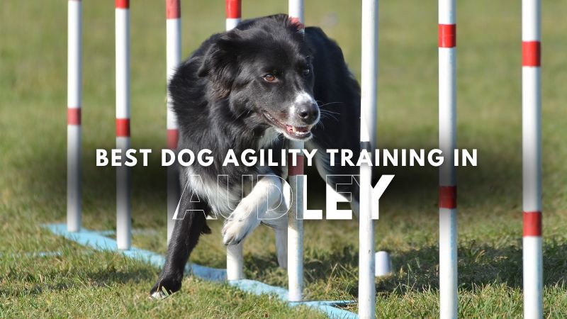 Best Dog Agility Training in Audley