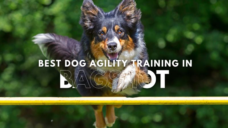 Best Dog Agility Training in Bagshot