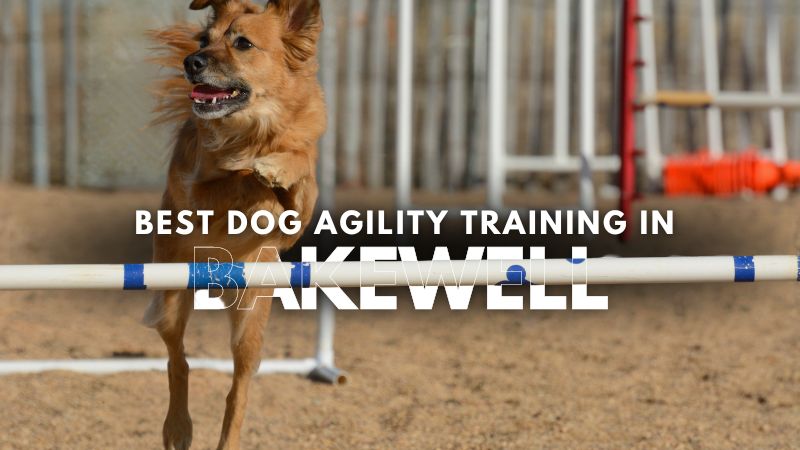 Best Dog Agility Training in Bakewell