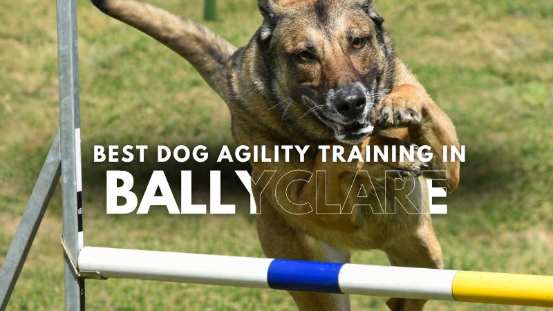 Best Dog Agility Training in Ballyclare