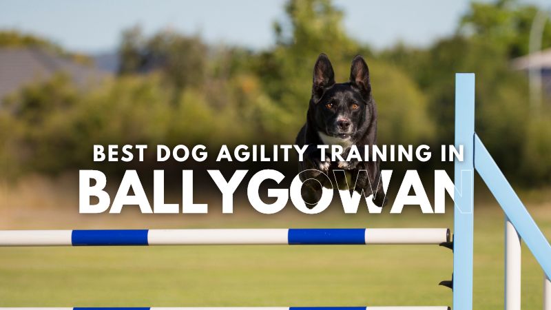 Best Dog Agility Training in Ballygowan