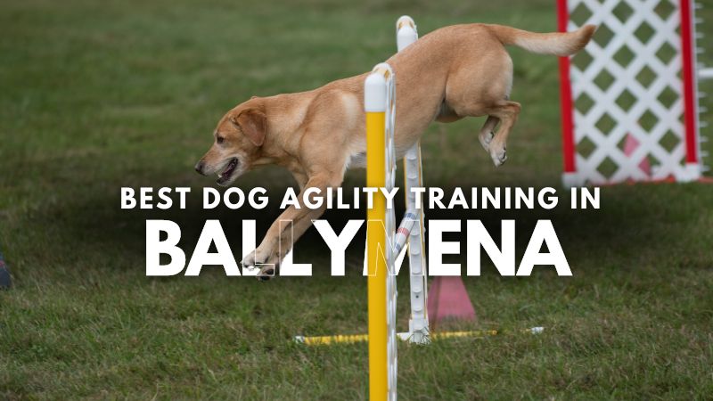 Best Dog Agility Training in Ballymena