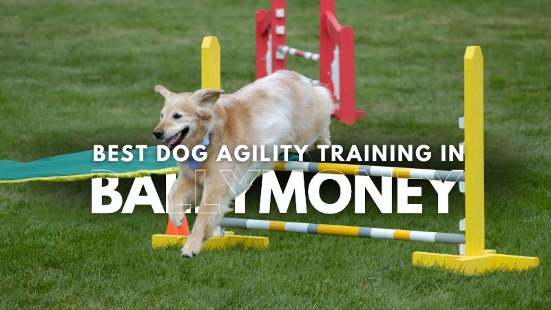 Best Dog Agility Training in Ballymoney