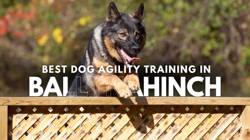 Best Dog Agility Training in Ballynahinch