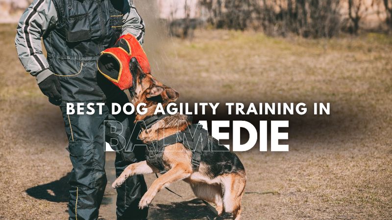 Best Dog Agility Training in Balmedie