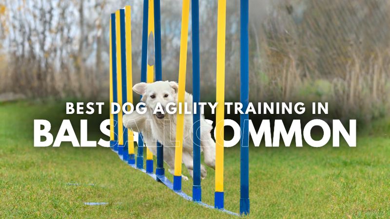 Best Dog Agility Training in Balsall Common