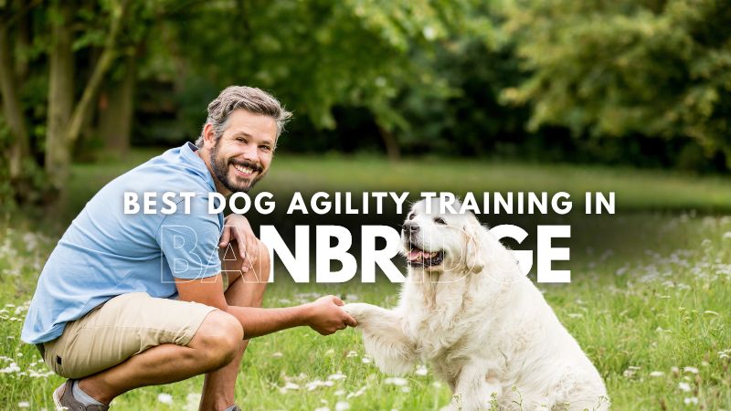 Best Dog Agility Training in Banbridge