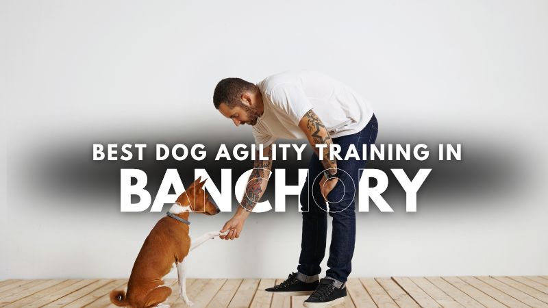 Best Dog Agility Training in Banchory