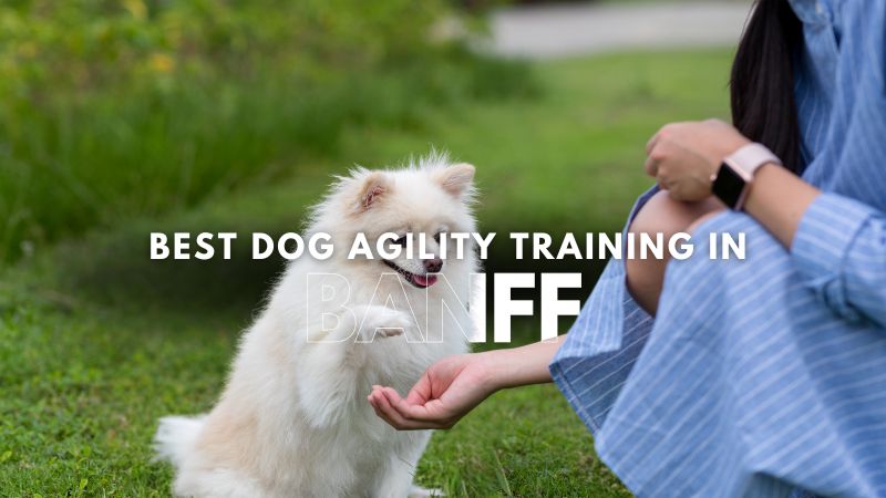 Best Dog Agility Training in Banff