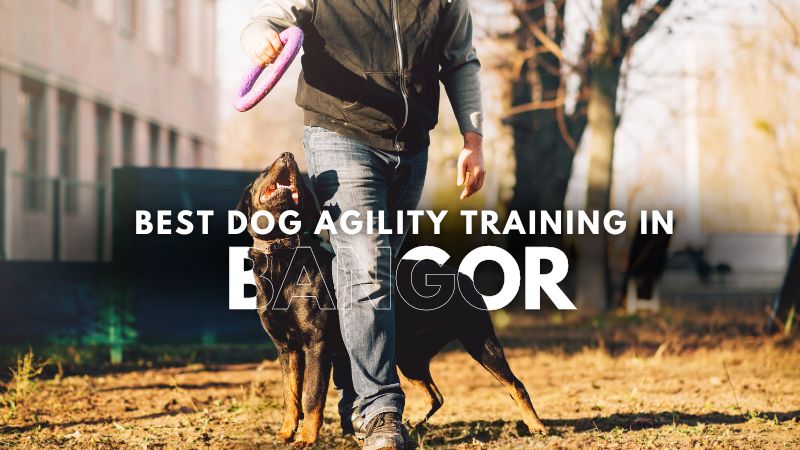 Best Dog Agility Training in Bangor