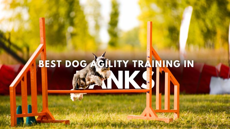 Best Dog Agility Training in Banks