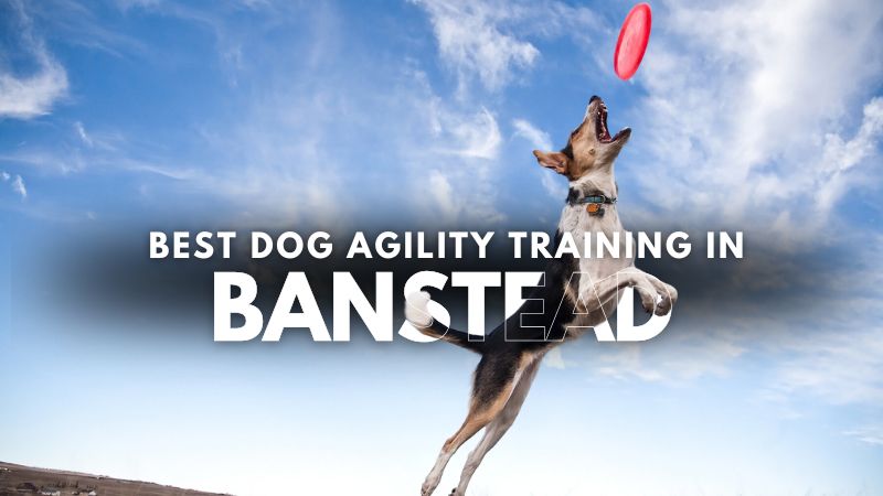 Best Dog Agility Training in Banstead