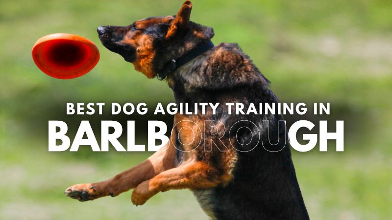 Best Dog Agility Training in Barlborough