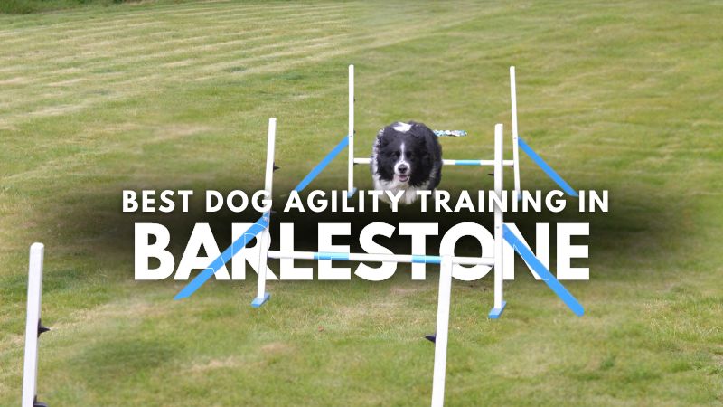 Best Dog Agility Training in Barlestone