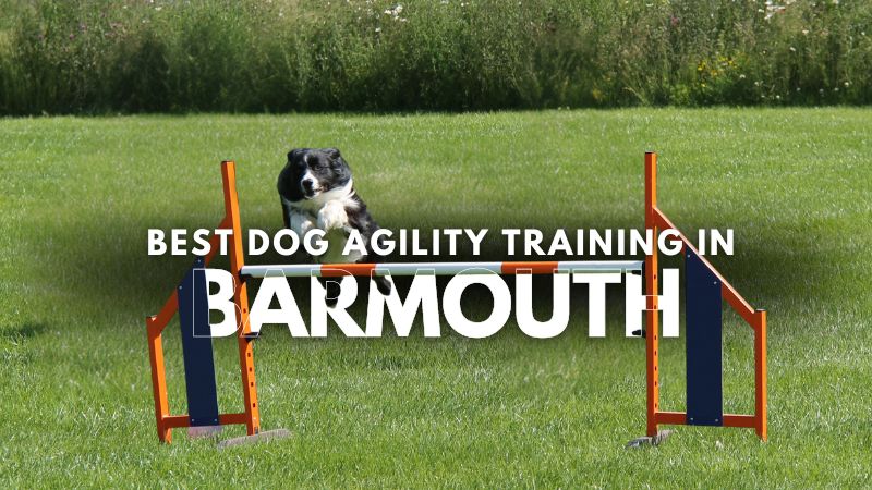 Best Dog Agility Training in Barmouth