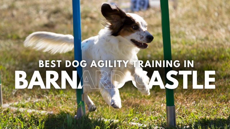 Best Dog Agility Training in Barnard Castle