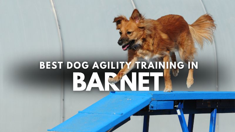 Best Dog Agility Training in Barnet