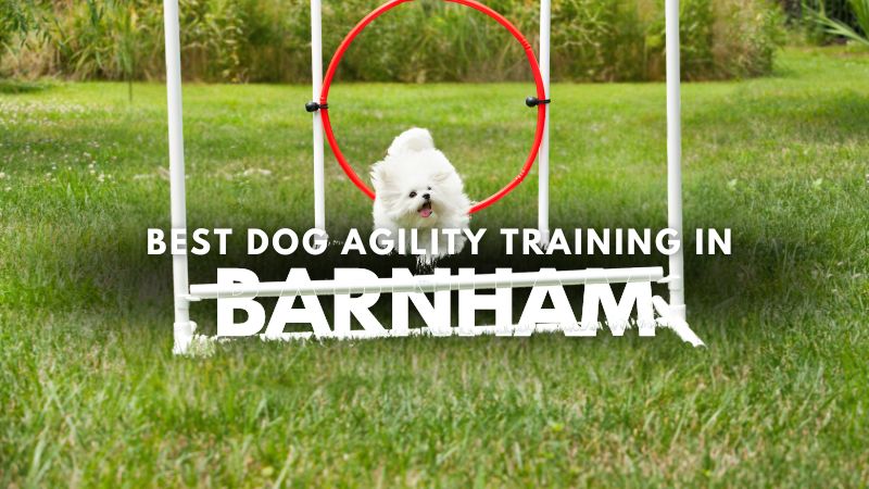 Best Dog Agility Training in Barnham