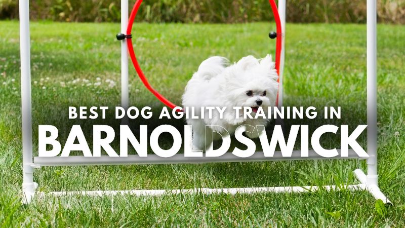 Best Dog Agility Training in Barnoldswick