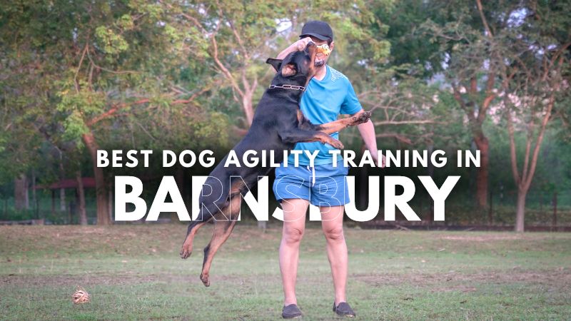 Best Dog Agility Training in Barnsbury