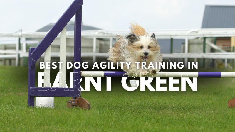 Best Dog Agility Training in Barnt Green