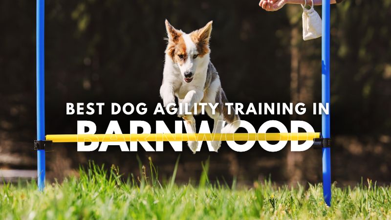 Best Dog Agility Training in Barnwood