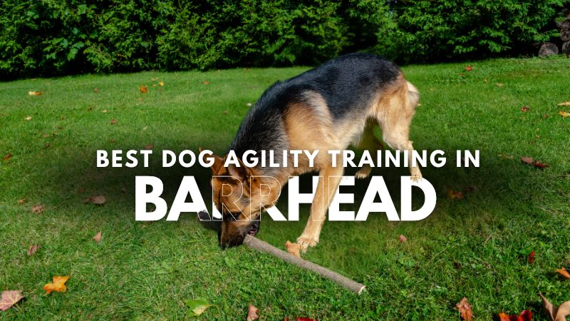 Best Dog Agility Training in Barrhead