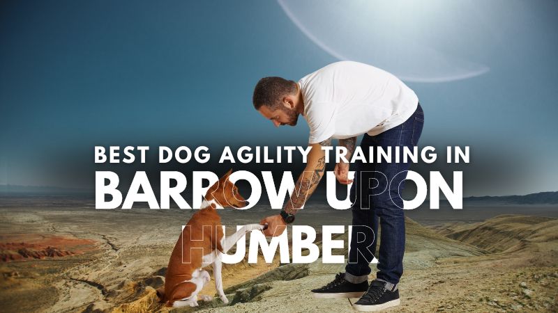 Best Dog Agility Training in Barrow Upon Humber