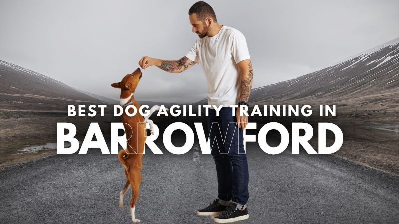 Best Dog Agility Training in Barrowford